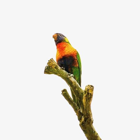 Rainbow Lorikeet - Trichoglossus moluccanus Perched in the very top of a eucalypytus tree this Rainbow Lorikeet is a colourful visitor. Birds,Rainbow Lorikeet,Rainbow lorikeet,Trichoglossus haematodus,Trichoglossus moluccanus