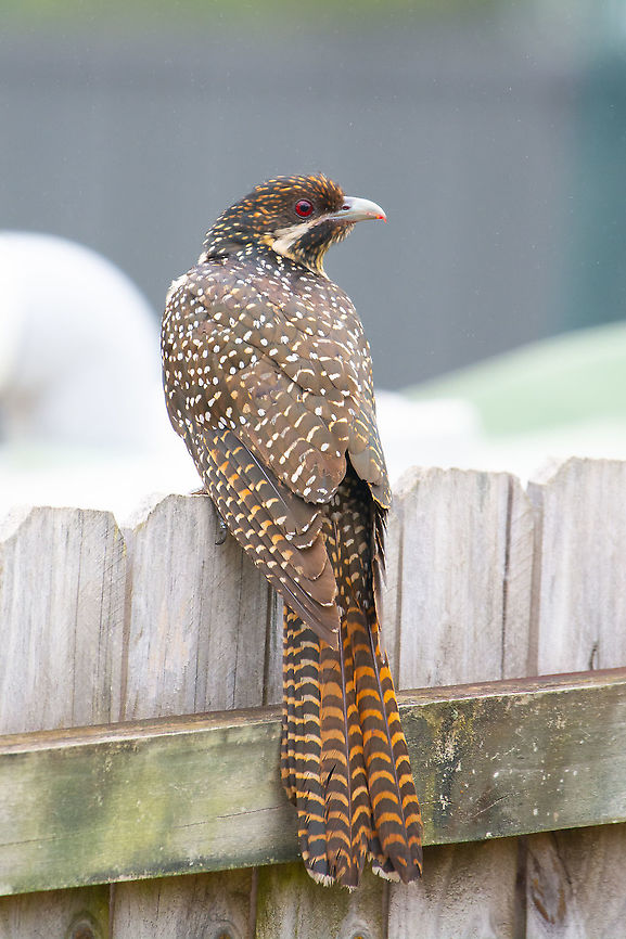 Female Koel - Eudynamys orientalis Love the colouring of this female Eastern Koel. Strawberry lipstick? Australia,Eudynamys orientalis,Koel,Pacific koel