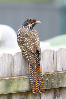 Female Koel - Eudynamys orientalis Love the colouring of this female Eastern Koel. Strawberry lipstick? Australia,Eudynamys orientalis,Koel,Pacific koel