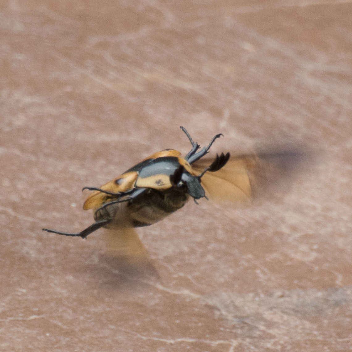 Christmas Beetle - Anoplognathus Arrives in our gardens around Christmas. Not as plentiful as they used to be. Tried to catch it 'on  the wing' Anoplognathus,Anoplognathus chloropyrus,Anoplognatus chloropyrus,Australia,Christmas Beetle