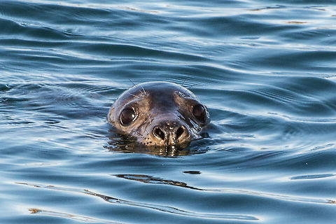 Sealed with those eyes - Common or Harbour Seal - Phoca vitulina Saw this beautiful seal on a trip up the east coast of the Isle of Lewis, Scotland. Common Seal,Harbor (common) seal,Harbour Seal,Phoca vitulina,Scotland