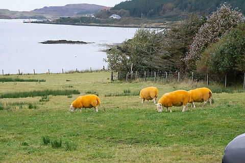 Non Icelandic Sheep - Dyed - Ovis aries I was surprised to find these 'yellow sheep' at Lemreway, South Lochs on the Isle of Lewis, Scotland.
I thought they had been coloured. Domestic sheep,Fall,Geotagged,Icelandic Sheep,Isle of Lewis,Ovis aries,United Kingdom