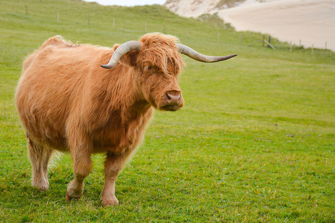 Heeland Coo - Bos taurus taurus This Highland Cow was taken at Luskentyre Beach Isle of Harris Scotland Bos taurus taurus,Fall,Geotagged,Highland Cow,Scotland,Taurine cattle,United Kingdom