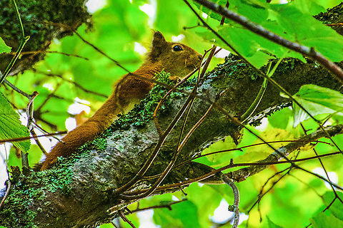 Red Squirrel - Sciurus vulgaris This Red Squirrel wouldn't stay still. Found it in the beautiful grounds of Glentruim Estate in the Cairngorms Scotland Fall,Geotagged,Red Squirrel,Red squirrel,Sciurus vulgaris,Scotland,United Kingdom