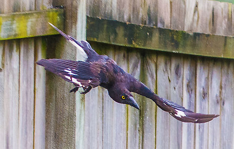 Young Pied Currawong - Strepera graculina A young Currawong on a mission. Australia,Pied Currawong,Strepera graculina,pied currawong