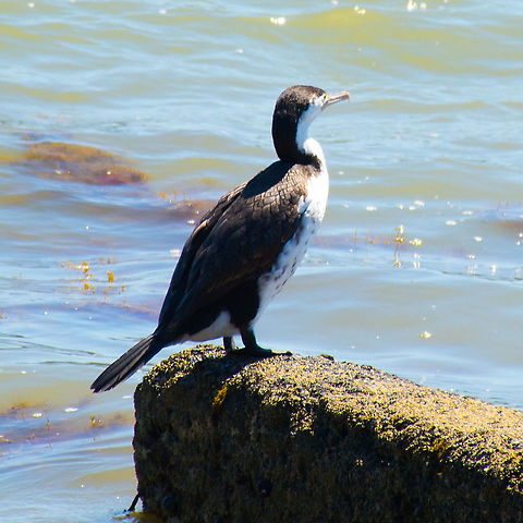 Pied Cormorant - Phalacrocorax varius A solitary Cormorant North Island New Zealand Australian Pied Cormorant,New Zealans,Phalacrocorax varius,Pied Cormorant