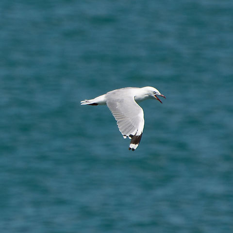 Silver Gull - Chroicocephalus novaehollandiae Flying beside the cruise ship South Island New Zealand Chroicocephalus novaehollandiae,Silver Gull