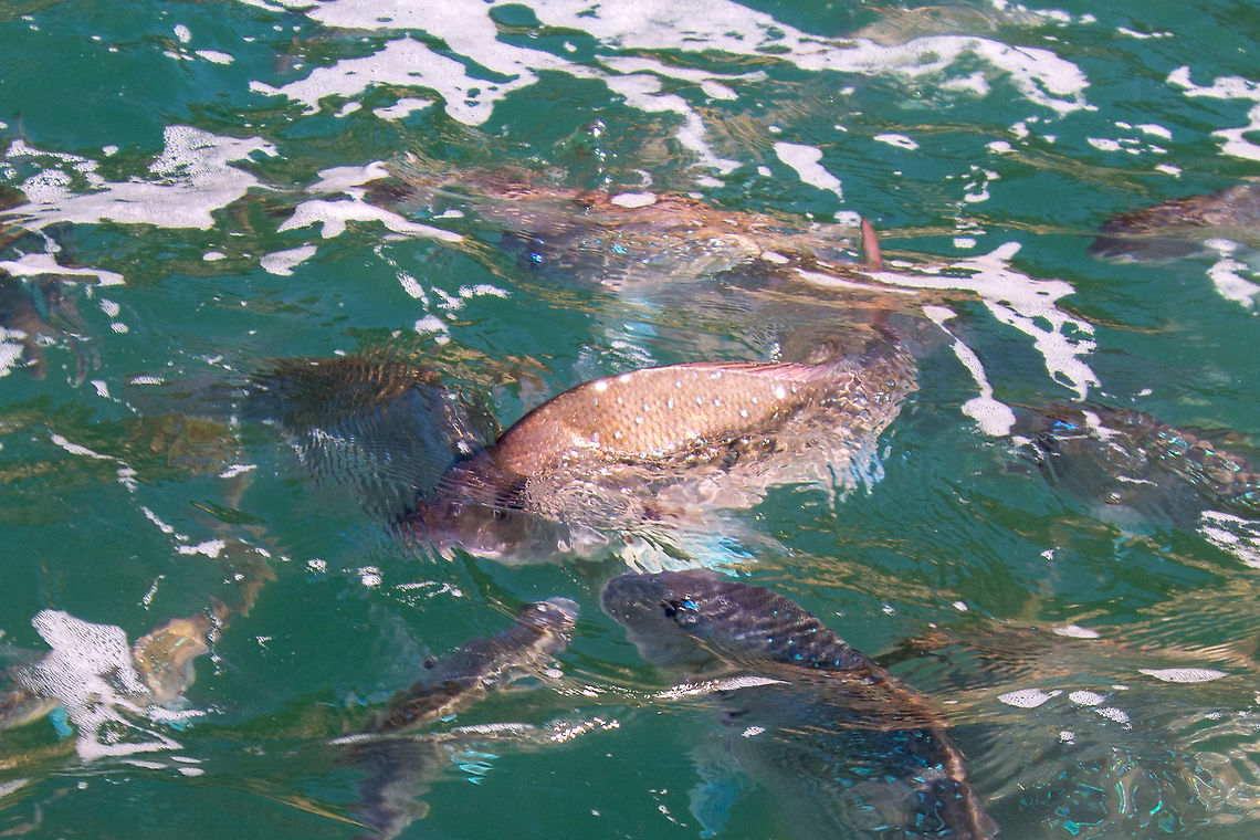 Trevally - Caranx ignobilis These fish were seen at Hahei on the Coramandel Peninsula North Island New Zealand. Think they are Trevally. Caranx ignobilis,Geotagged,Giant trevally,New Zealand,Summer,Trevally