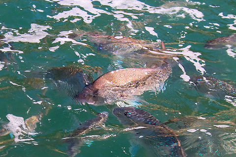 Trevally - Caranx ignobilis These fish were seen at Hahei on the Coramandel Peninsula North Island New Zealand. Think they are Trevally. Caranx ignobilis,Geotagged,Giant trevally,New Zealand,Summer,Trevally