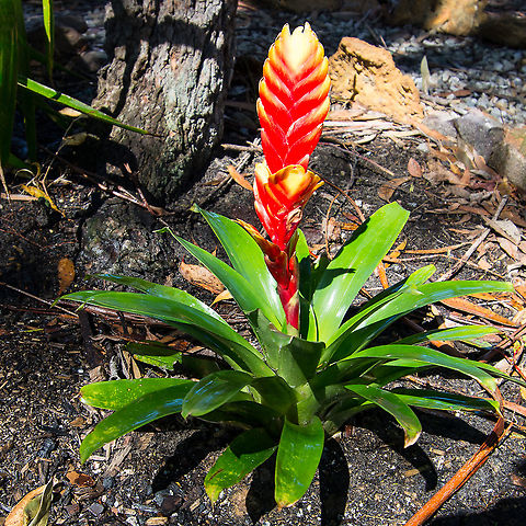 Bromeliad - Bromeliaceae - Vriesea Vogue A striking plant in my front garden Australia,Broeliad,Geotagged,Vriesea Vogue,Winter