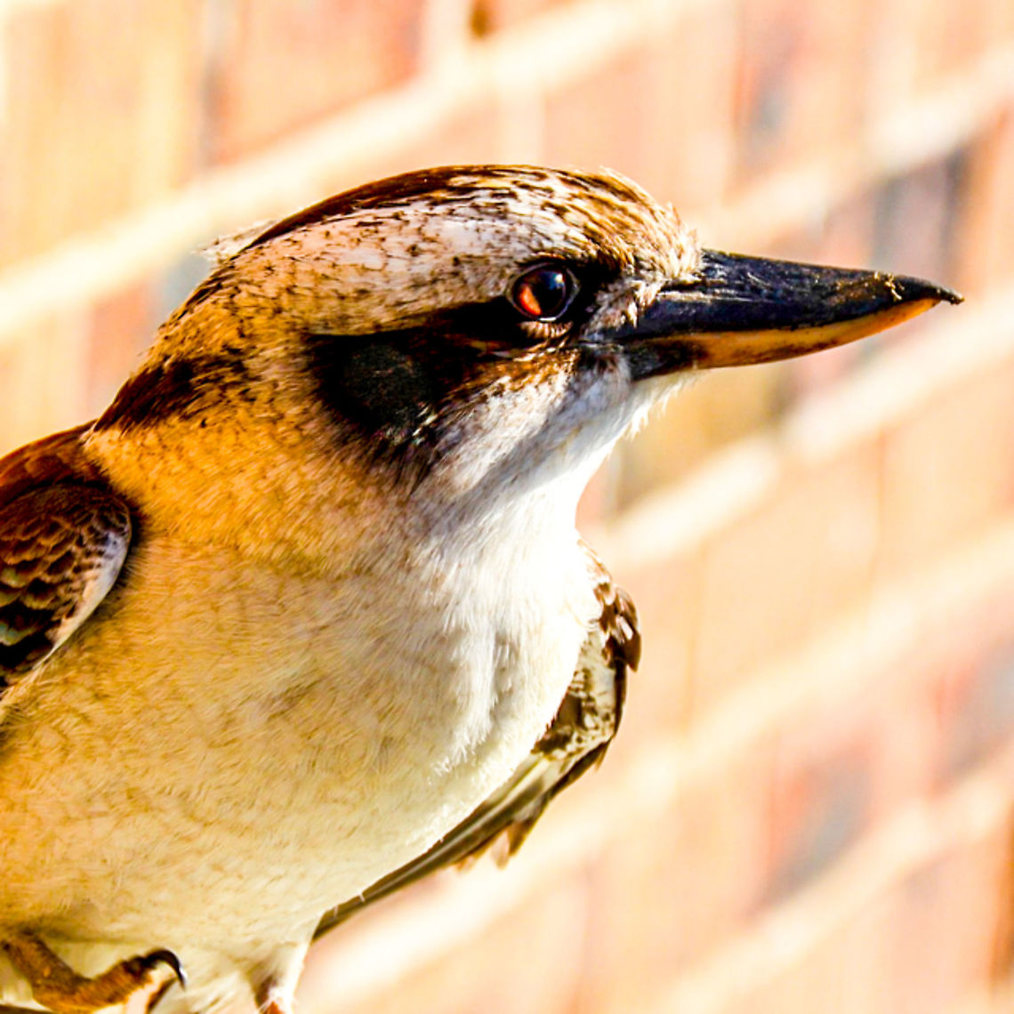 Laughing Kookaburra - Dacelo Sitting on my Baby Q Weber. A Kooka on a cooker. Australia,Dacelo,Dacelo novaeguineae,Geotagged,Kookaburra,Laughing Kookaburra