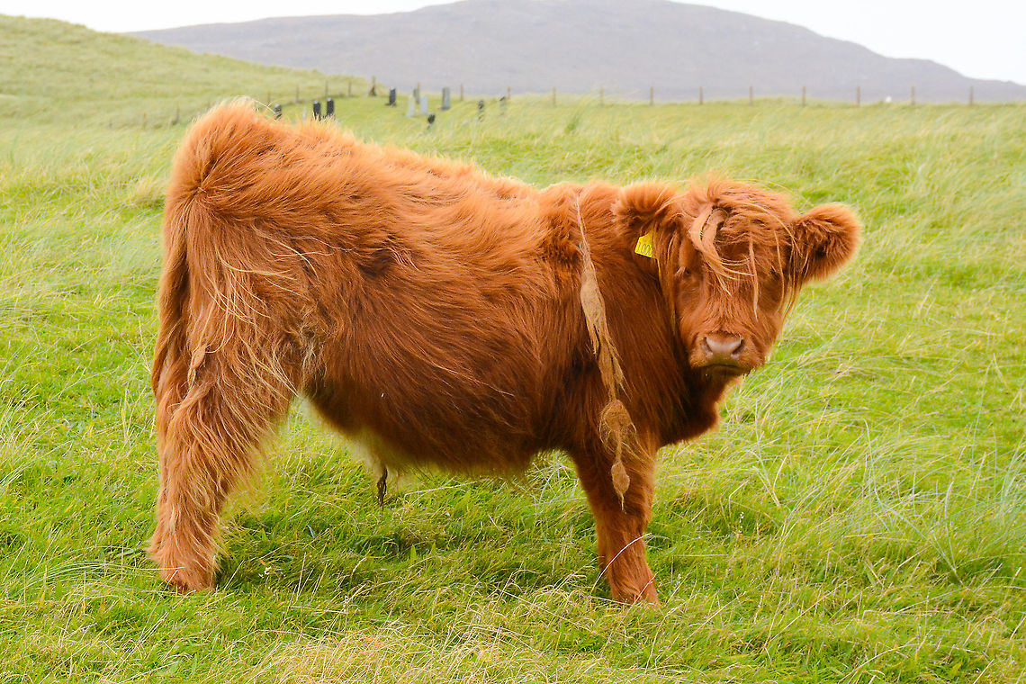 Highland Cow Calf - Bos taurus taurus Cute little Heeland Coo at Luskentyre Isle of Harris Scotland Bos taurus taurus,Fall,Geotagged,Highland Cow Calf,Taurine cattle,United Kingdom