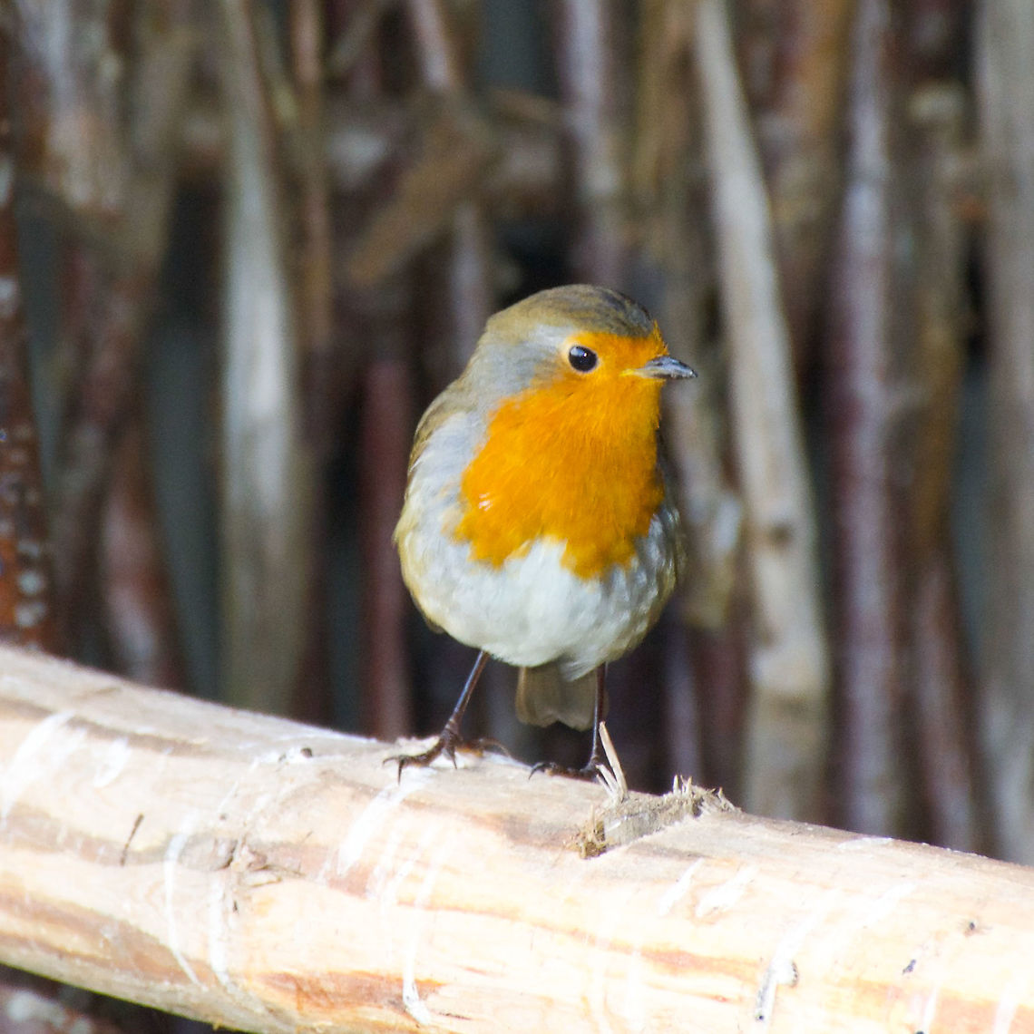 Robin Redbreast - Erithacus rubecula This European Robin was taken at The Outlander Set  near Newtonmore in Scotland. My understanding is that although this Robin is Orange there was no word for orange when it was initially descibed. But of course i could be wrong.  Erithacus rubecula,European robin,Fall,Geotagged,Robin Redbreast,United Kingdom