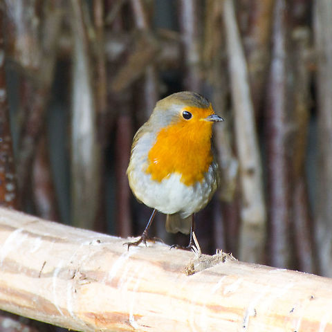 Robin Redbreast - Erithacus rubecula This European Robin was taken at The Outlander Set  near Newtonmore in Scotland. My understanding is that although this Robin is Orange there was no word for orange when it was initially descibed. But of course i could be wrong.  Erithacus rubecula,European robin,Fall,Geotagged,Robin Redbreast,United Kingdom
