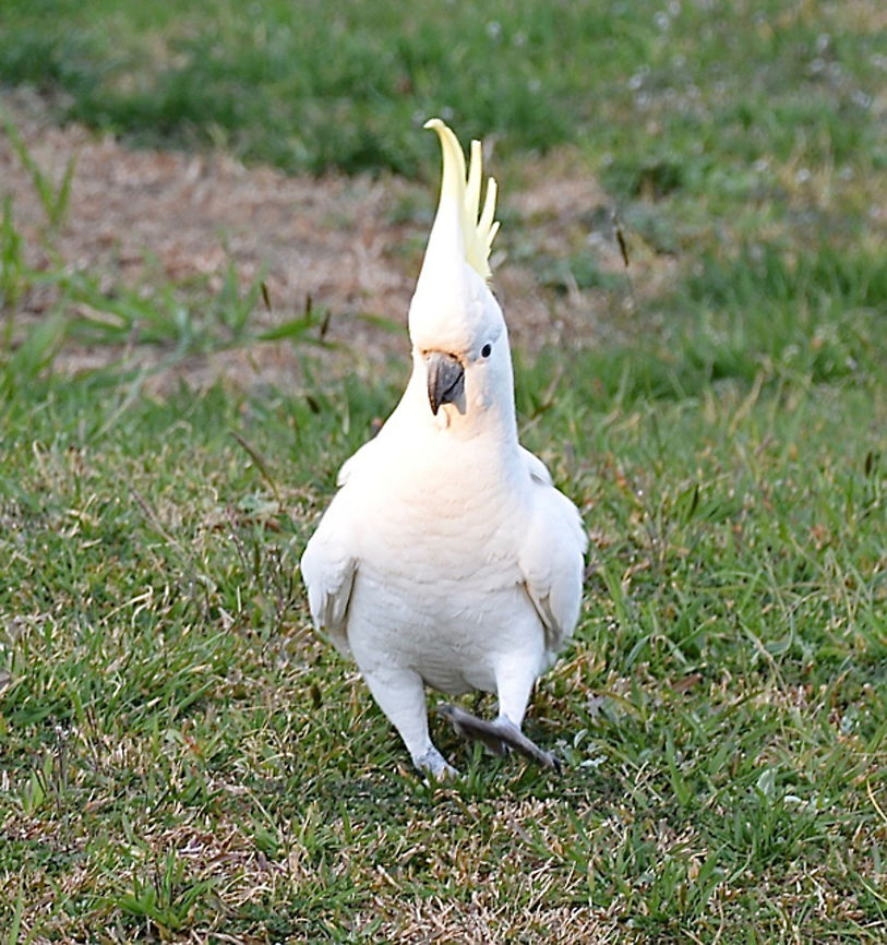 Sulphur Crested Cockatoo - Cacatua galerita These cockies are so raucous. They are highly intelligent. Australia,Cacatua galerita,Geotagged,Sulphur Crested Cockatoo,Sulphur-crested Cockatoo