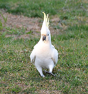 Sulphur Crested Cockatoo - Cacatua galerita These cockies are so raucous. They are highly intelligent. Australia,Cacatua galerita,Geotagged,Sulphur Crested Cockatoo,Sulphur-crested Cockatoo