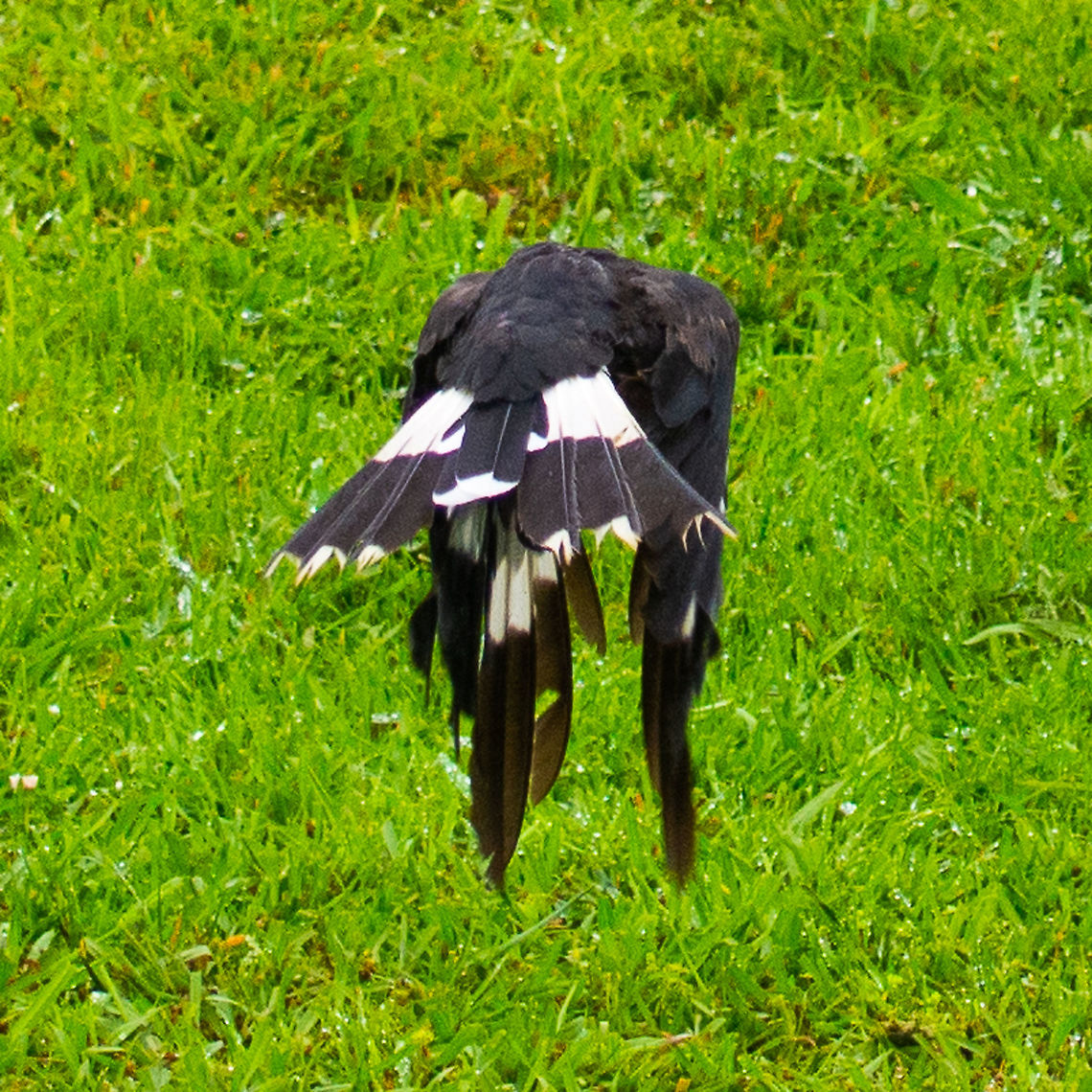 Pied Currawong-Strepera graculina A little bit of wing walking ! Durrawan - grey bird Australia,Durrawan,Fall,Geotagged,Pied Currawong,Spring,Strepera graculina