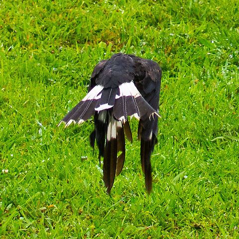 Pied Currawong-Strepera graculina A little bit of wing walking ! Durrawan - grey bird Australia,Durrawan,Fall,Geotagged,Pied Currawong,Spring,Strepera graculina