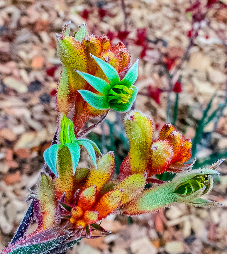 Kangaroo Paw 'Bush Dance' - Anigozanthos I love the green and red contrast of this Kangaroo Paw Anigozanthos,Australia,Geotagged,Kangaroo Paw,Winter