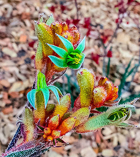 Kangaroo Paw 'Bush Dance' - Anigozanthos I love the green and red contrast of this Kangaroo Paw Anigozanthos,Australia,Geotagged,Kangaroo Paw,Winter
