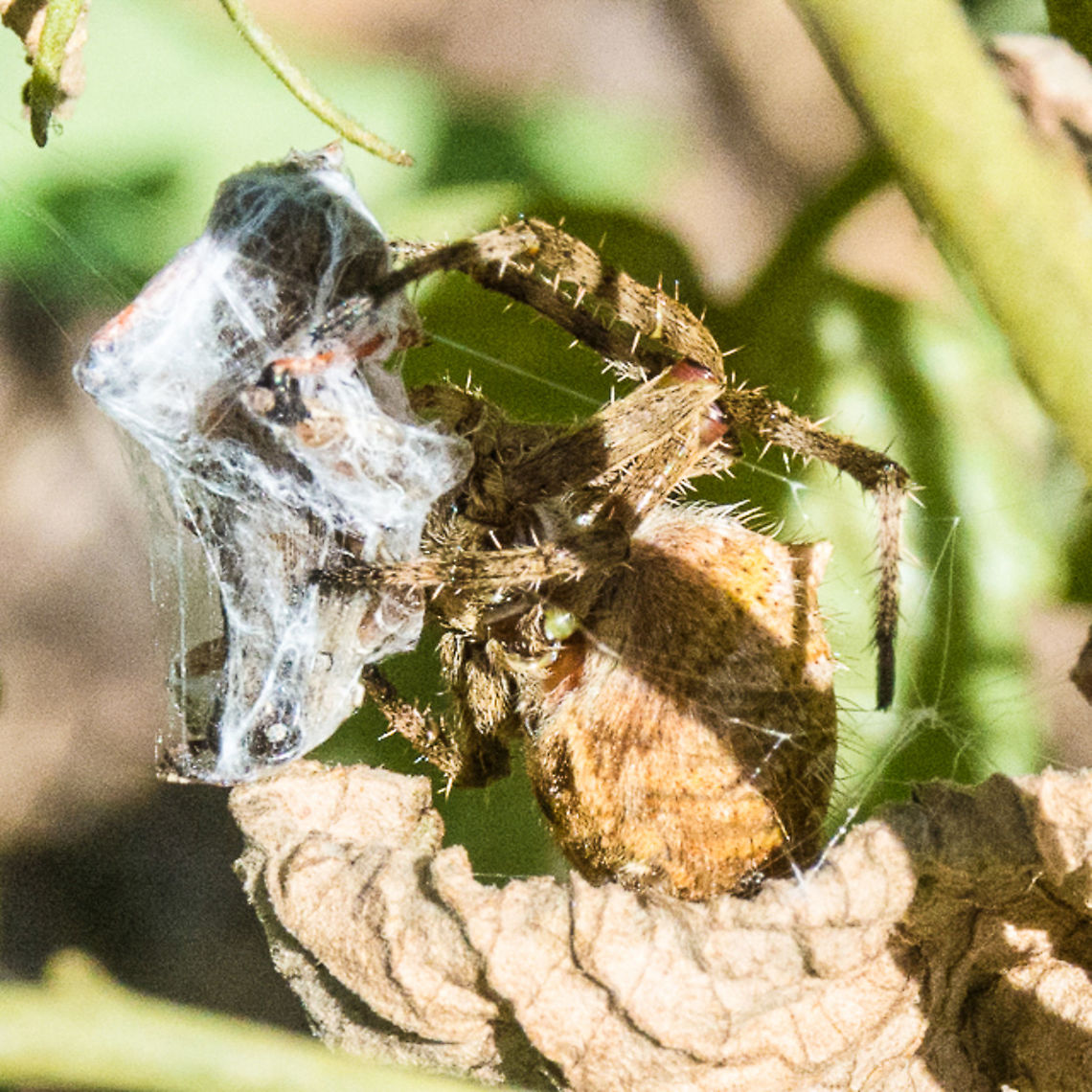 Golden Orb Spider - Eriophora transmarina I believe this is a Golden Orb spider wrapping things up. Australia,Australian garden orb weaver spider,Eriophora transmarina,Geotagged,Golden Orb spider,Winter