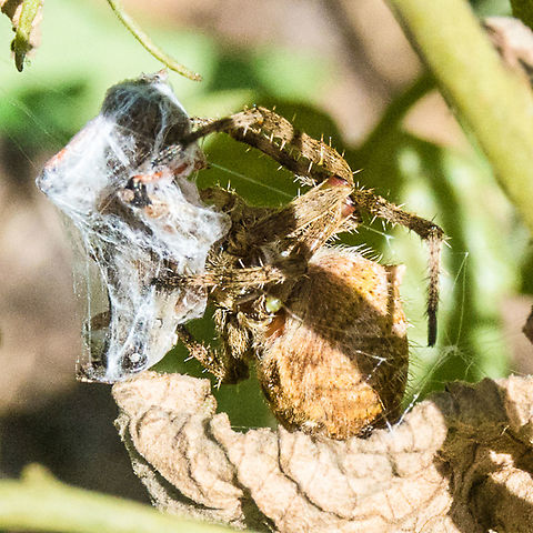 Golden Orb Spider - Eriophora transmarina I believe this is a Golden Orb spider wrapping things up. Australia,Australian garden orb weaver spider,Eriophora transmarina,Geotagged,Golden Orb spider,Winter