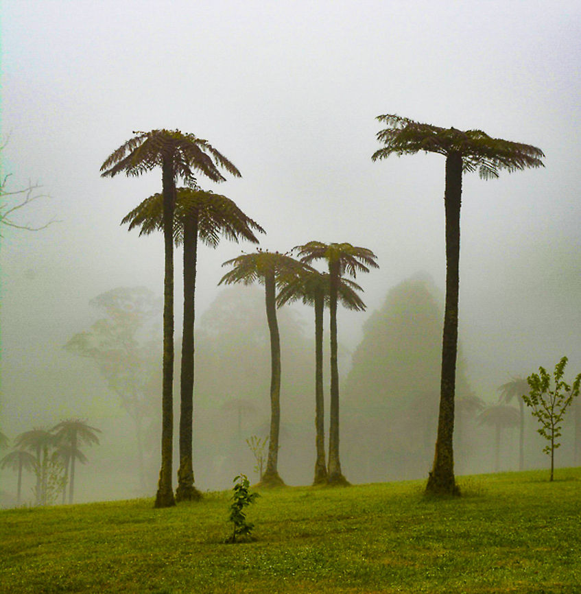 Tree Fern - Cyathea cooperi These tree ferns were taken at Mt Wilson in the Blue Mountains NSW Australia Australia,Cyathea cooperi,Geotagged,Sphaeropteris cooperi,Tree Fern,Winter