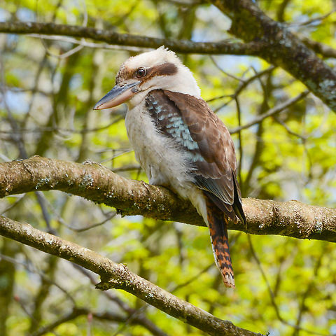 Laughing Kookaburra - Dacelo novaeguineae I've included this Kookaburra because of the clarity of its eye. Taken at Mt Wilson, Blue Mountains, NSW Australia,Dacelo novaeguineae,Geotagged,Laughing Kookaburra,Spring,laughing kookaburra