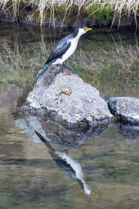 Little Pied Cormorant - Microcarbo melanoleucos Found this common small cormorant on a small inland river at Turon Gate NSW. Australia,Fall,Geotagged,Little Pied Cormorant,Microcarbo melanoleucos,Spring,little pied cormorant