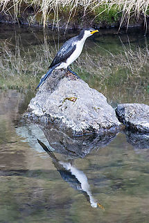 Little Pied Cormorant - Microcarbo melanoleucos Found this common small cormorant on a small inland river at Turon Gate NSW. Australia,Fall,Geotagged,Little Pied Cormorant,Microcarbo melanoleucos,Spring,little pied cormorant