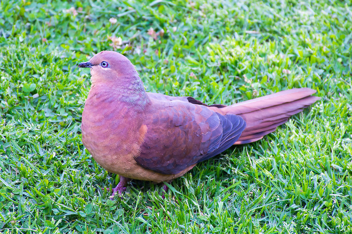 Brown Cuckoo-Dove - Macropygia amboinensis The Brown Cuckoo-Dove is a large brown pigeon with a very long, tapering tail. There is a pale streak below the blue-grey eye and a red eye-ring. The female has a brighter chestnut cap and a scaly pattern on the breast. This one taken in the mid Blue Mountains, NSW, Australia Australia,Blue Mountains,Brown Cuckoo-Dove,Geotagged,Macropygia amboinensis,Slender-billed cuckoo-dove,Spring