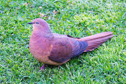 Brown Cuckoo-Dove - Macropygia amboinensis The Brown Cuckoo-Dove is a large brown pigeon with a very long, tapering tail. There is a pale streak below the blue-grey eye and a red eye-ring. The female has a brighter chestnut cap and a scaly pattern on the breast. This one taken in the mid Blue Mountains, NSW, Australia Australia,Blue Mountains,Brown Cuckoo-Dove,Geotagged,Macropygia amboinensis,Slender-billed cuckoo-dove,Spring