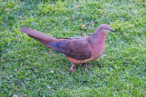Brown Cuckoo-Dove - Macropygia amboinensis A very placid and not easily spooked Cuckoo Dove Australia,Brown Cuckoo-Dove,Fall,Geotagged,Macropygia amboinensis,Slender-billed cuckoo-dove,Spring