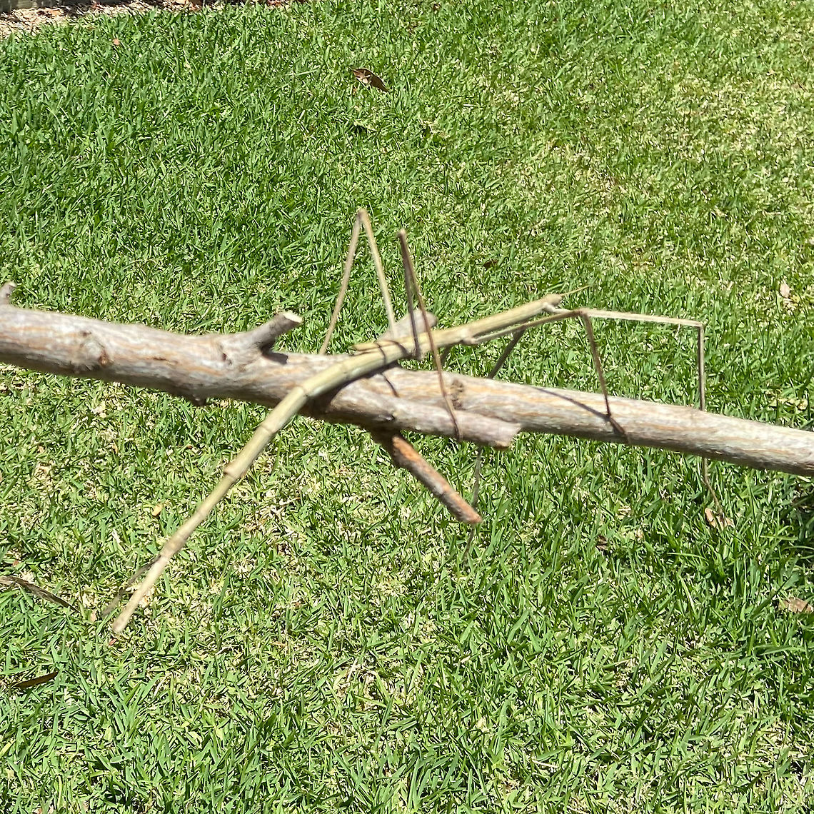 Stick Insect - Acrophylla titan Not sure whether this stick insect is correctly identified but it was at least 300mm long Acrophylla titan,Australia,Geotagged,Spring,stick insect