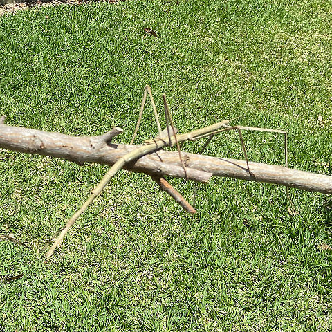 Stick Insect - Acrophylla titan Not sure whether this stick insect is correctly identified but it was at least 300mm long Acrophylla titan,Australia,Geotagged,Spring,stick insect