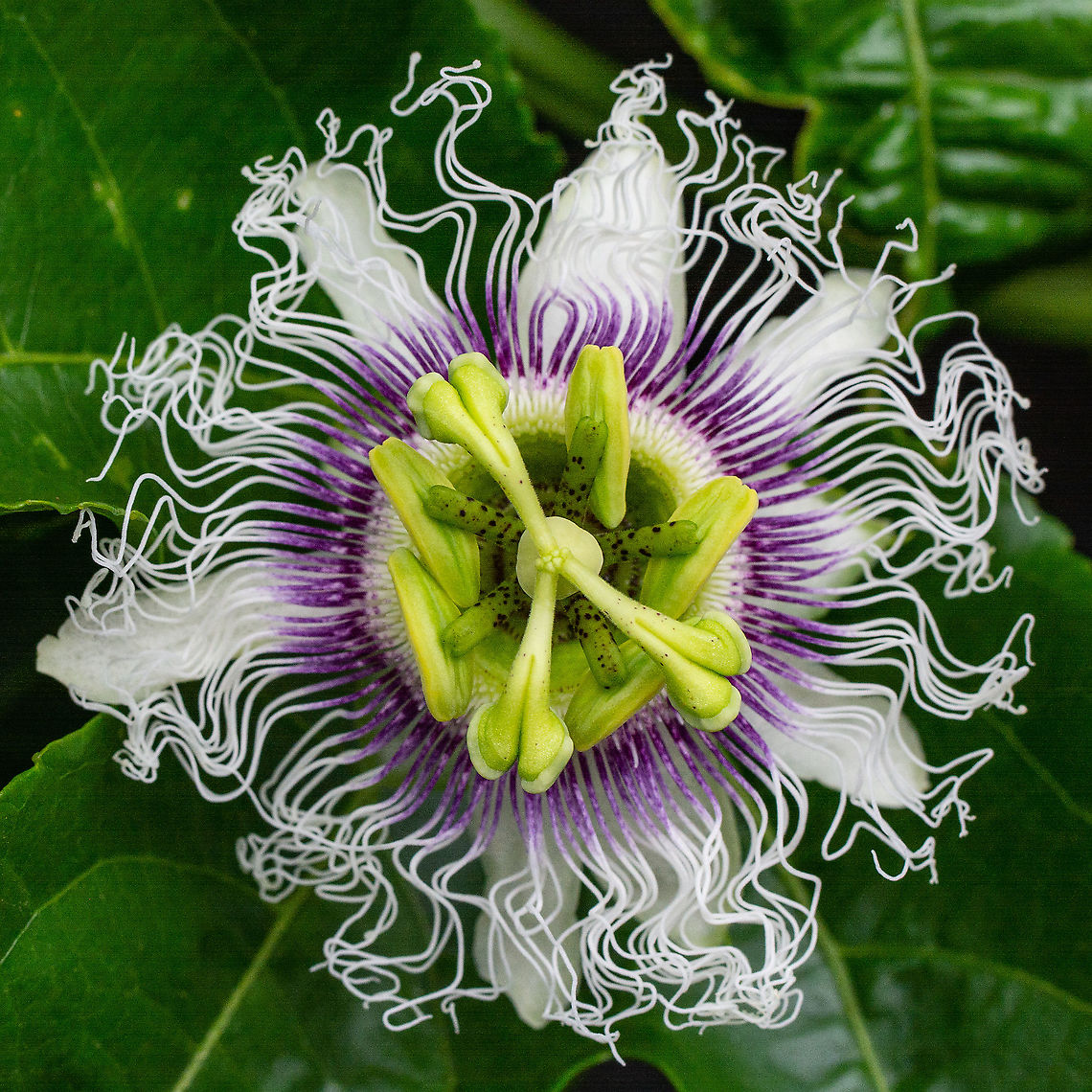 Passion Fruit Flower - Passiflora edulis My mouth is watering for the fruit of this beautiful plant. Sprinkled on a pavlova. Yum! Australia,Common Passionfruit,Geotagged,Passiflora edulis,Spring,passion fruit flower