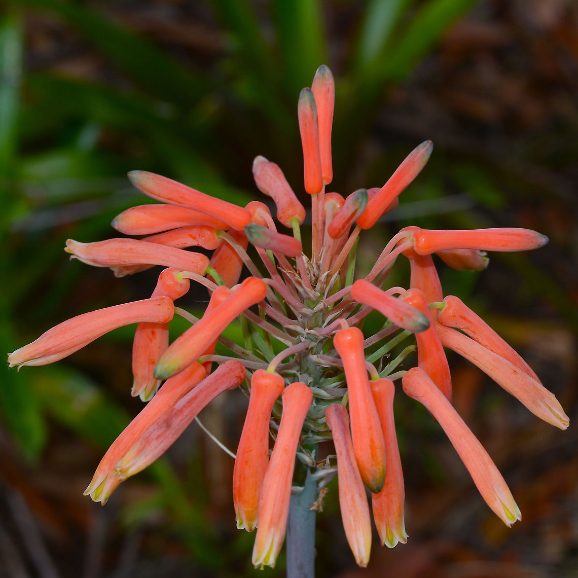 Aloe Vera A pleasant addition to our garden. Aloe Vera,Aloe vera,Australia