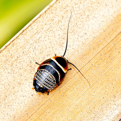 Austral Ellipsidion Cockroach Looks like an indigenous dot painting. I wonder whether nature inspired art. Austral Ellipsidion Cockroach,Australia,Ellipsidion australe,Fall,Geotagged,Spring