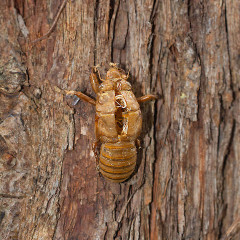 Cicada Shell - exuviae The shell or exuviae of a cicada Australia,Cyclochila australasiae,Geotagged,Green grocer,Spring,cicada shell,exuviae