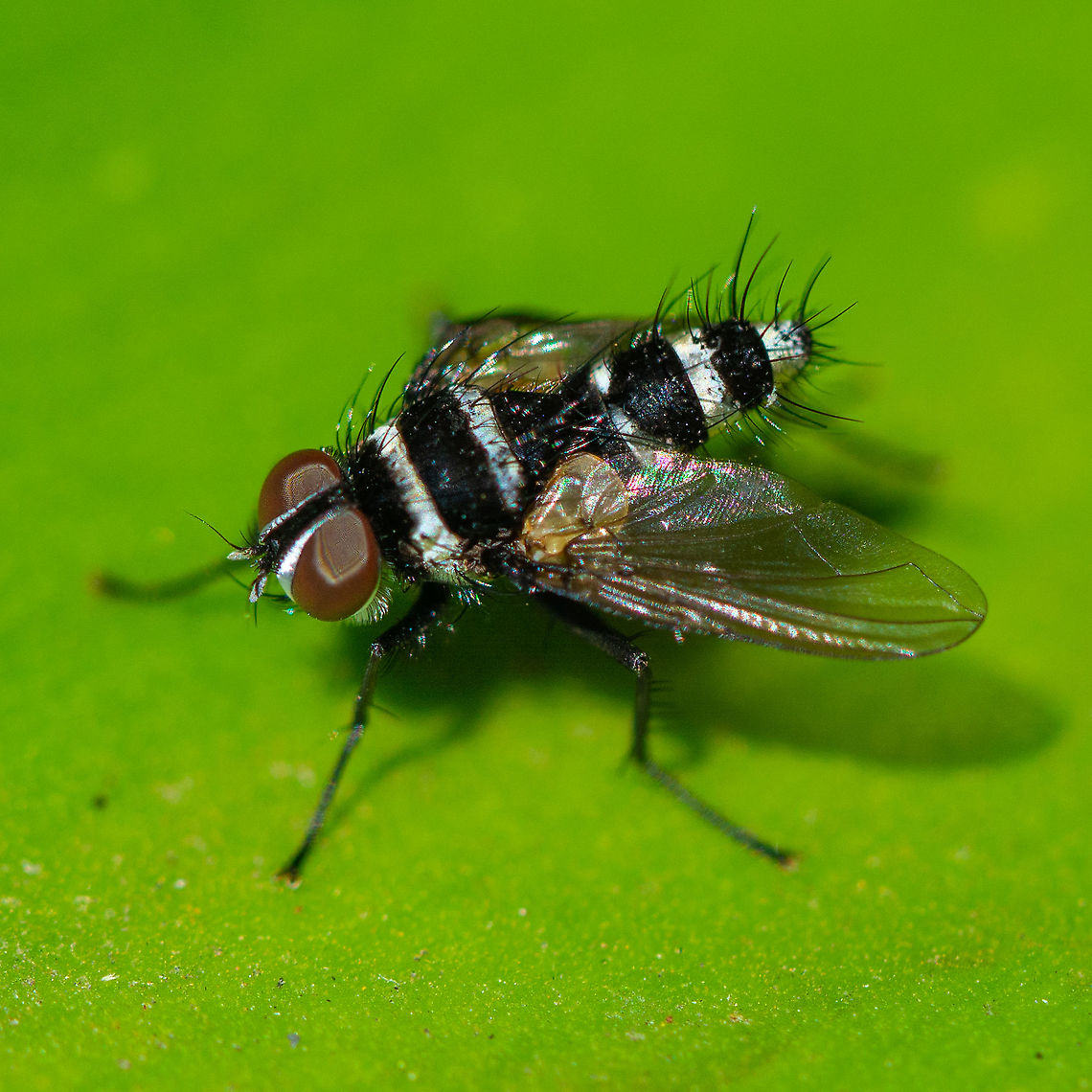 Trigonospila cingulata Trigonospila cingulata. Love the metallic silver  stripes. Australia,Geotagged,Spring,Trigonospila cingulata