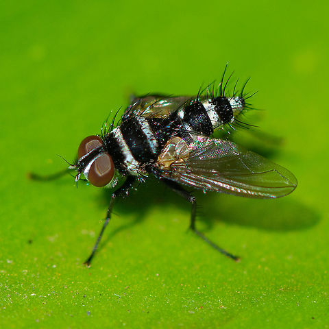 Trigonospila cingulata Trigonospila cingulata. Love the metallic silver stripes. Australia,Geotagged,Spring,Trigonospila cingulata