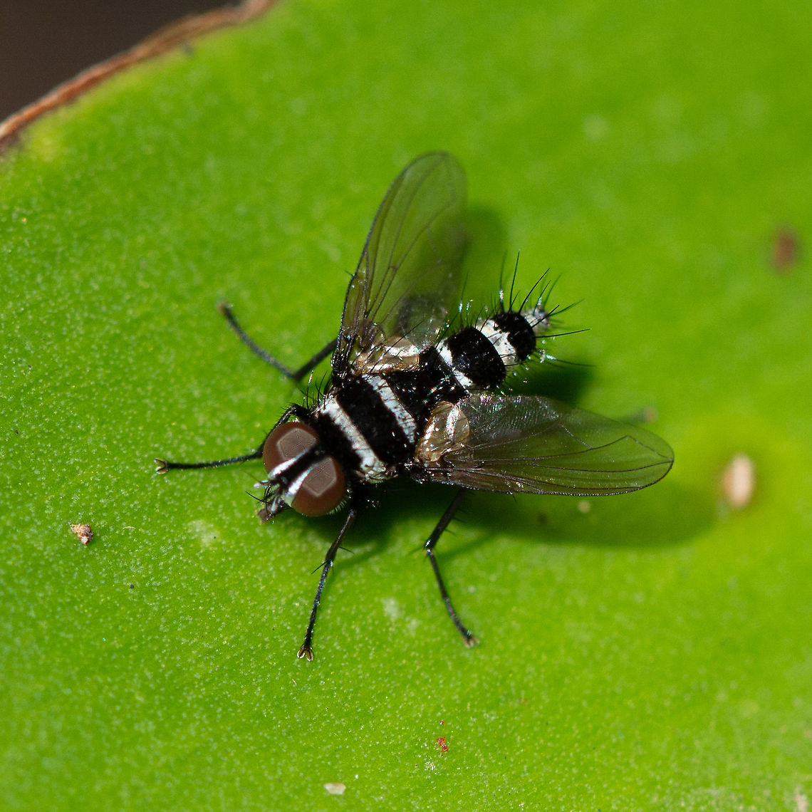 Trigonospila cingulata Lovely metallic silver bands Australia,Geotagged,Spring,Trigonospila cingulata