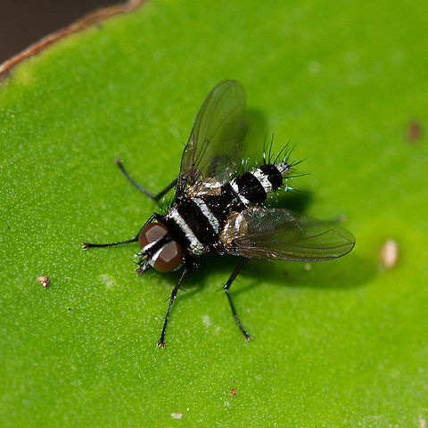 Trigonospila cingulata Lovely metallic silver bands Australia,Geotagged,Spring,Trigonospila cingulata