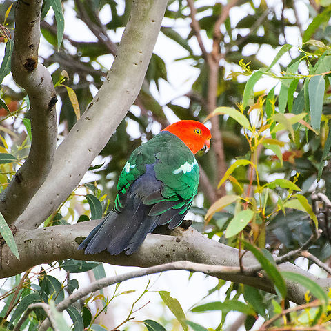 Male King Parrot - Alisterus scapularis This male king parrot is very inquisitive. Hard to startle but beautiful to look at. Alisterus scapularis,Australia,Australian king parrot,Geotagged,Hazelbrook,King parrot,NSW,Spring