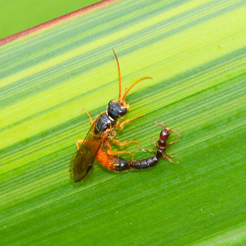Creature Unknown ? A mating scene I believe. Australia,Geotagged,NSW,Paper Wasp,Polistes hum,Polistes humilis,Spring