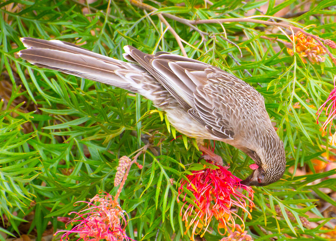 Red wattlebird - Anthochaera carunculata Enjoying the nectar of a colourful grevillea Anthochaera carunculata,Australia,Fall,Geotagged,Re wattlebird,Red wattlebird,Spring,honey-eater