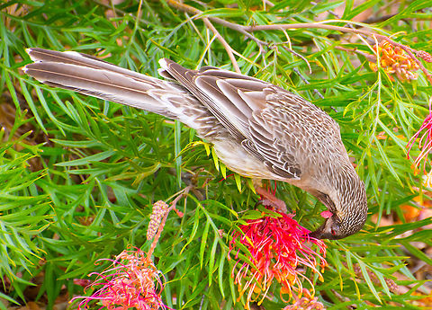 Red wattlebird - Anthochaera carunculata Enjoying the nectar of a colourful grevillea Anthochaera carunculata,Australia,Fall,Geotagged,Re wattlebird,Red wattlebird,Spring,honey-eater