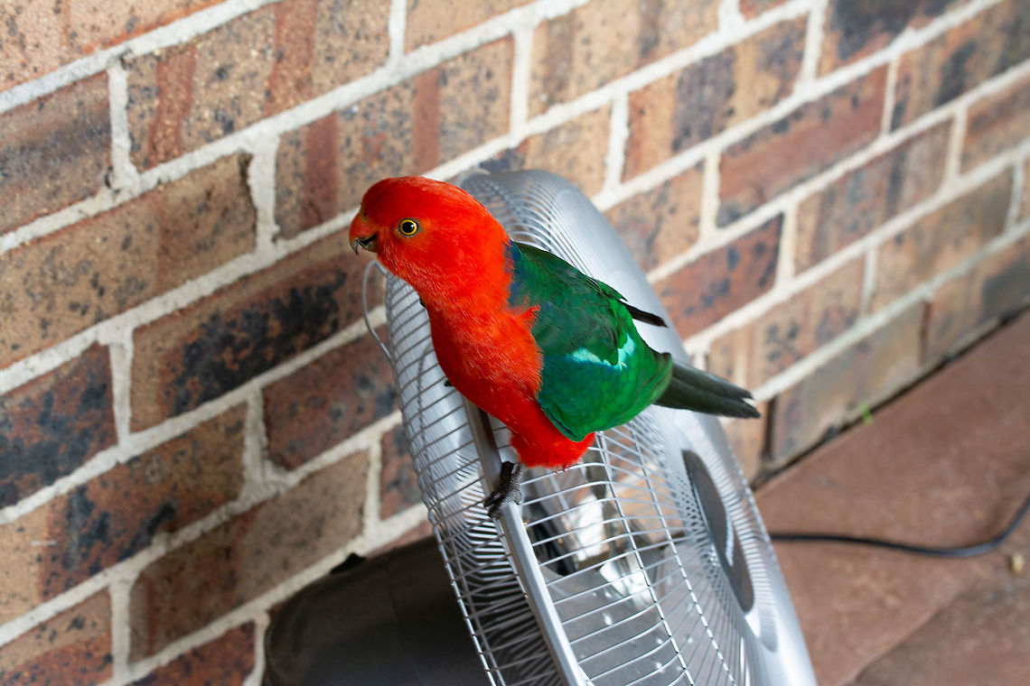 A New Fan - literally! This male King Parrot arrived under a new patio cover and was super friendly. Had some flax seed in the fridge so I gave him some. To make the start of a cool day, following 42 Celsius days , even more special he pecked on our door window. I opened it and he came in side for a look around. What a gregarious chap!  Alisterus scapularis,Australia,Australian king parrot,Blue mountains,Geotagged,King Parrot,Spring
