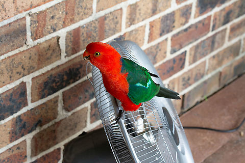 A New Fan - literally! This male King Parrot arrived under a new patio cover and was super friendly. Had some flax seed in the fridge so I gave him some. To make the start of a cool day, following 42 Celsius days , even more special he pecked on our door window. I opened it and he came in side for a look around. What a gregarious chap!  Alisterus scapularis,Australia,Australian king parrot,Blue mountains,Geotagged,King Parrot,Spring