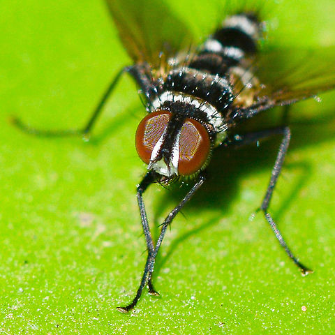 Trigonospila cingulata I believe the eyes have it Australia,Geotagged,Spring,Trigonospila cingulata